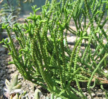 A close up of the crassula muscosa succulent